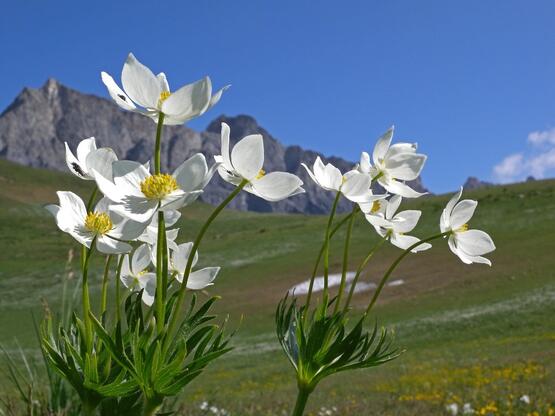 Fleurs